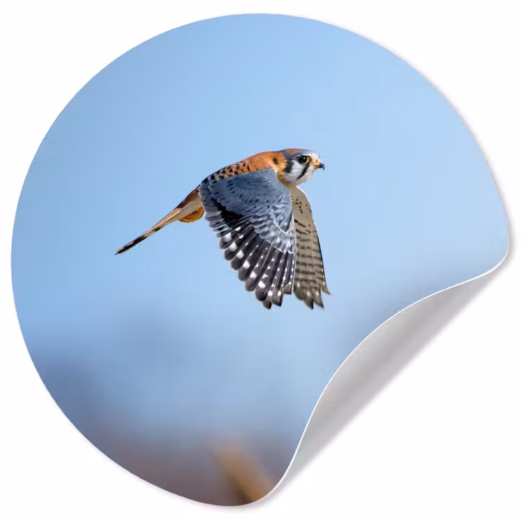 Behangcirkel - Kleurrijke valk aan het vliegen — 1