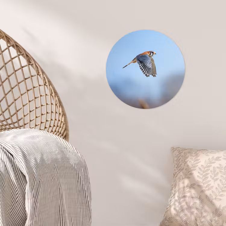 Behangcirkel - Kleurrijke valk aan het vliegen — 5