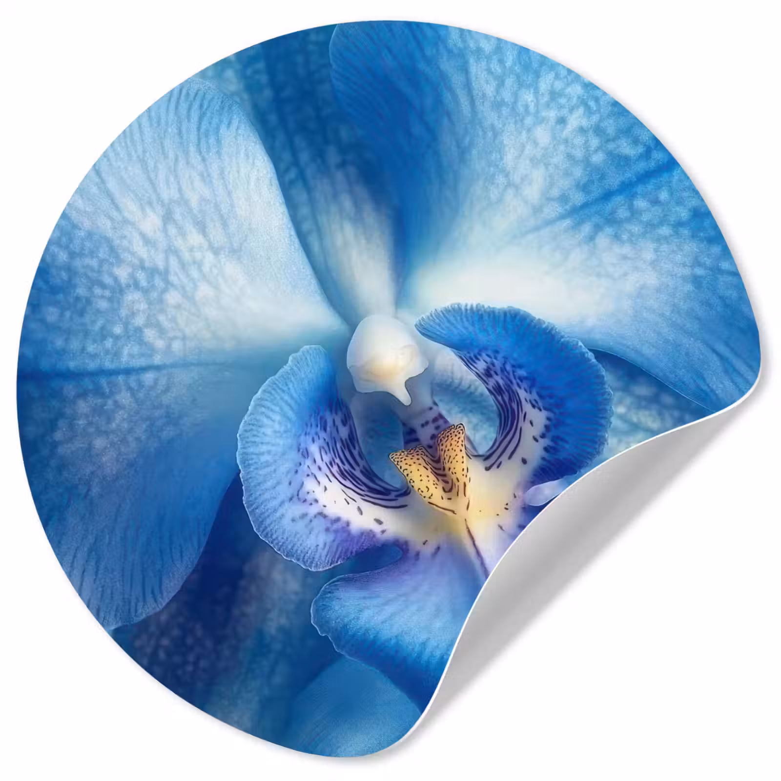 Behangcirkel - Blauw - Orchidee - Elegeant — 1