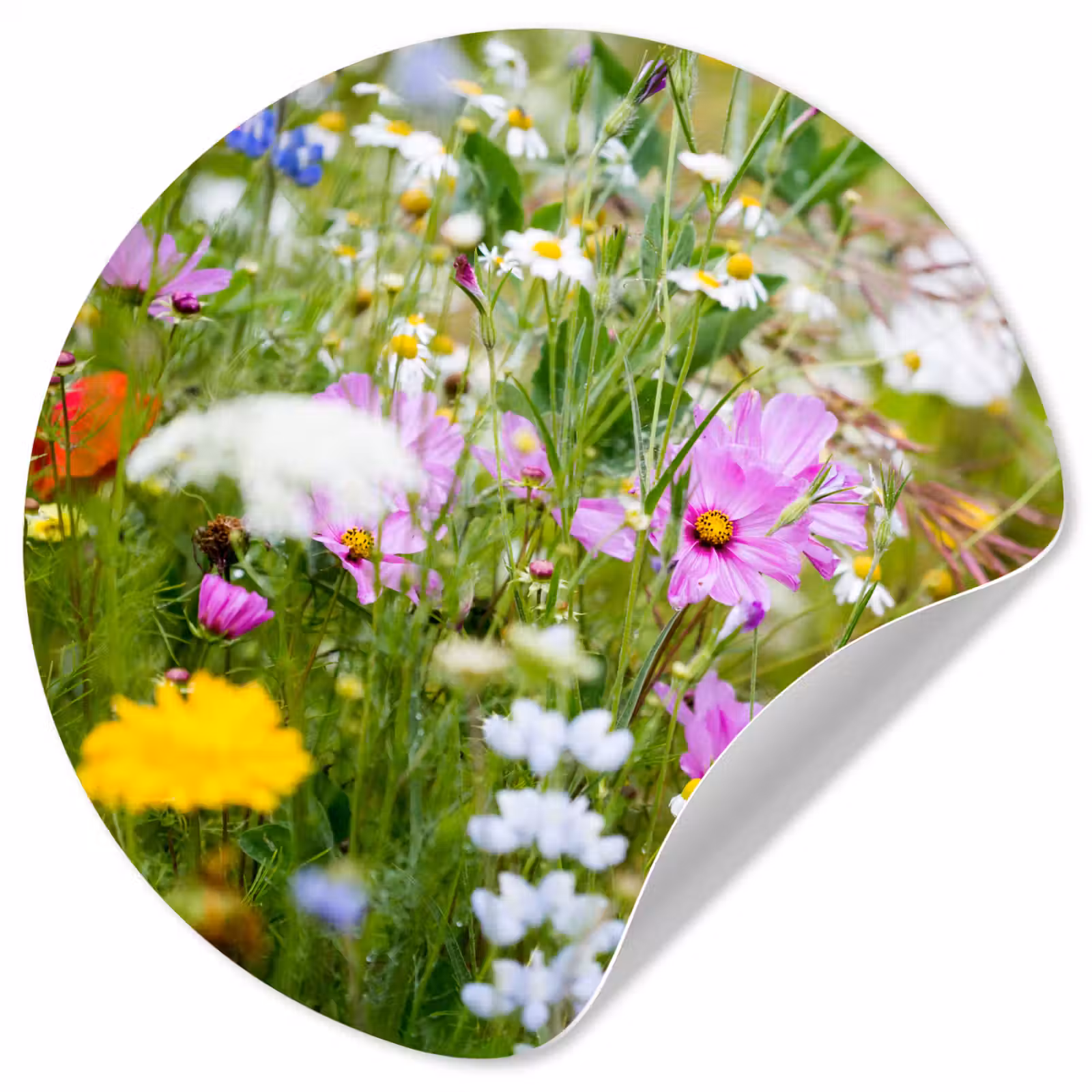 Behangcirkel - Bloemen - Natuur - Groen - Gras - Paars - Wit — 1