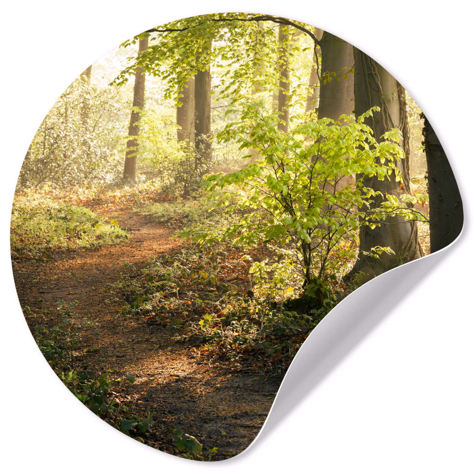 Behangcirkel - Bos - Bomen - Pad - Zon - Planten - Bladeren - Natuur — 1
