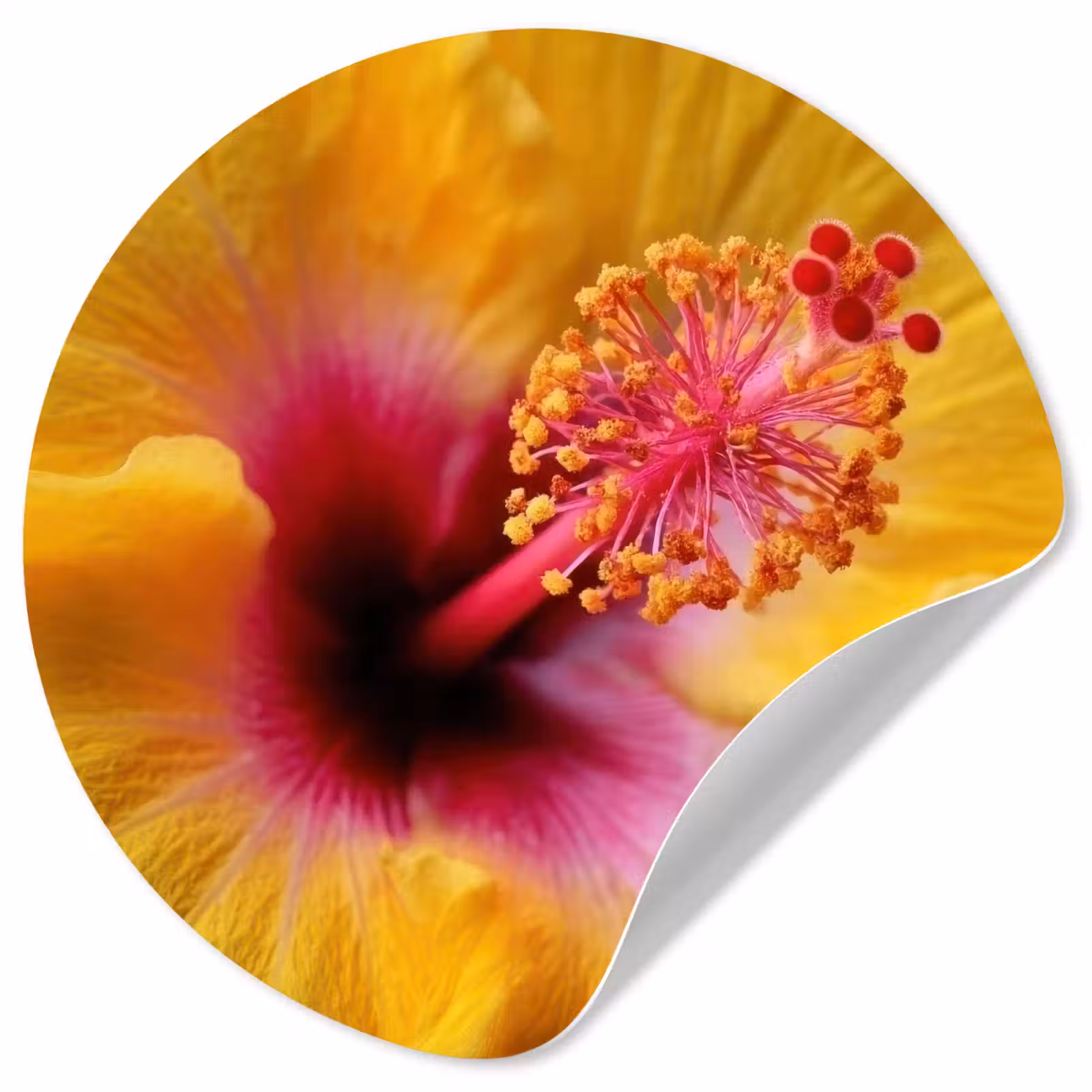 Behangcirkel - Geel - Hibiscus - Tropisch — 1