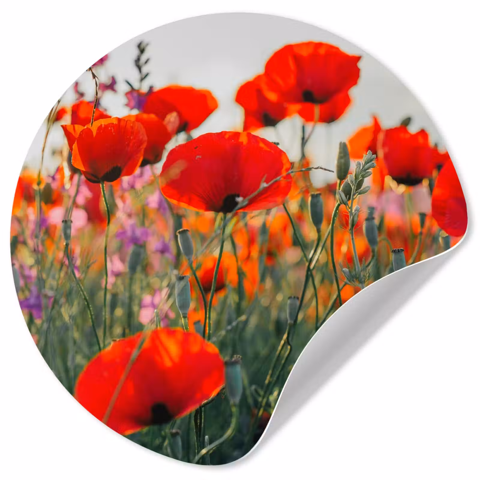 Behangcirkel - Klaproos - Bloemen - Rood - Paars - Weide — 1