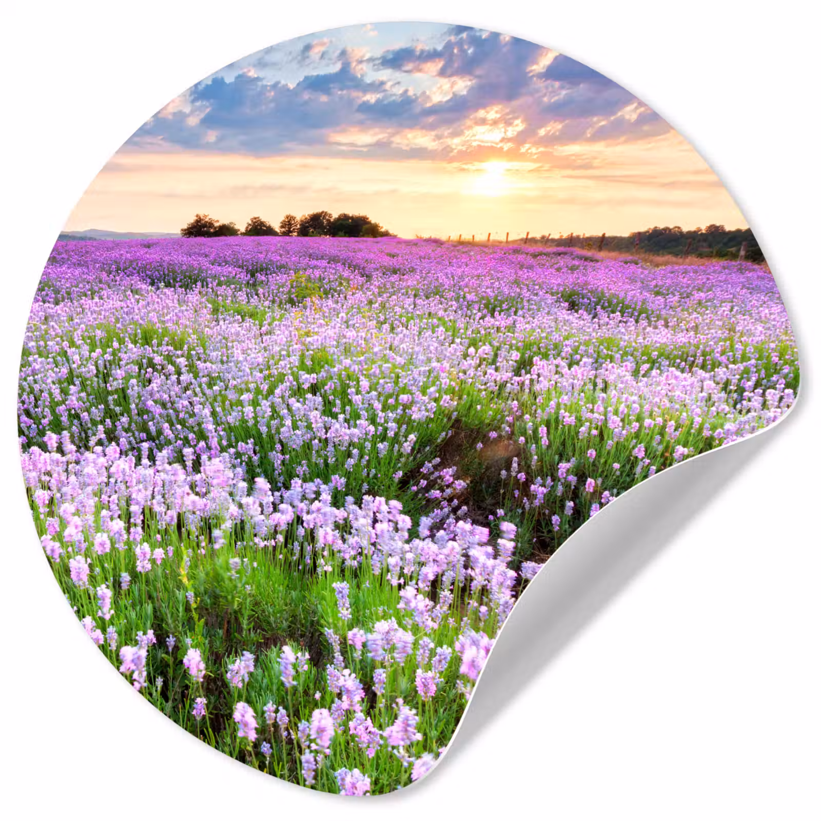 Behangcirkel - Lavendel - Bloemen - Zonsondergang - Paars - Weide — 1