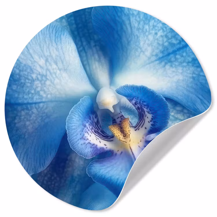 Behangcirkel - Blauw - Orchidee - Elegeant — 1