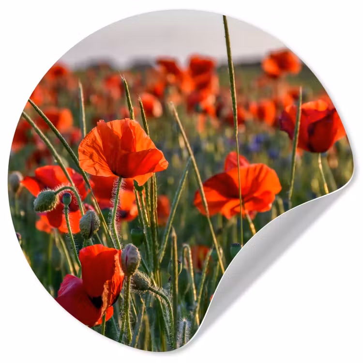 Behangcirkel - Bloemen - Klaprozen - Natuur - Rood — 1