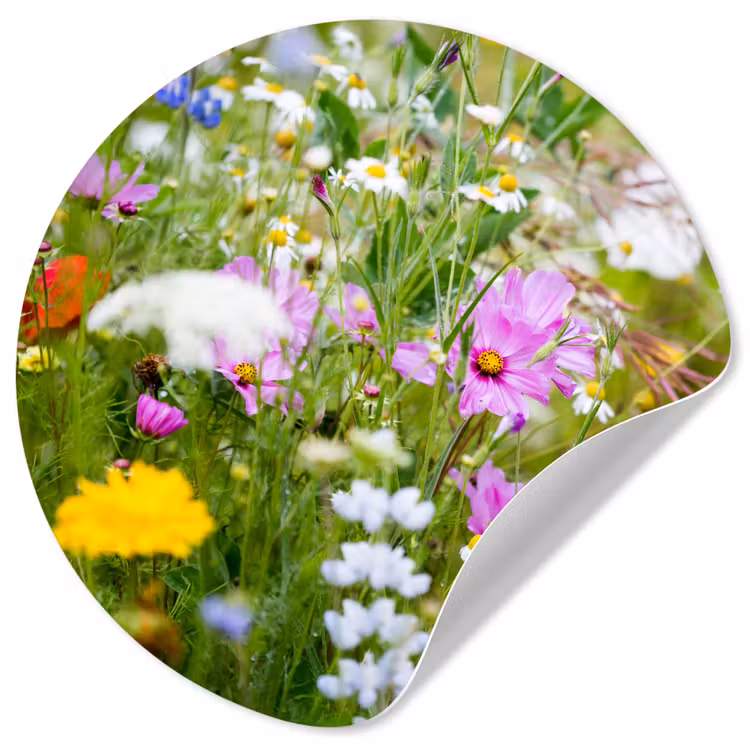 Behangcirkel - Bloemen - Natuur - Groen - Gras - Paars - Wit — 1