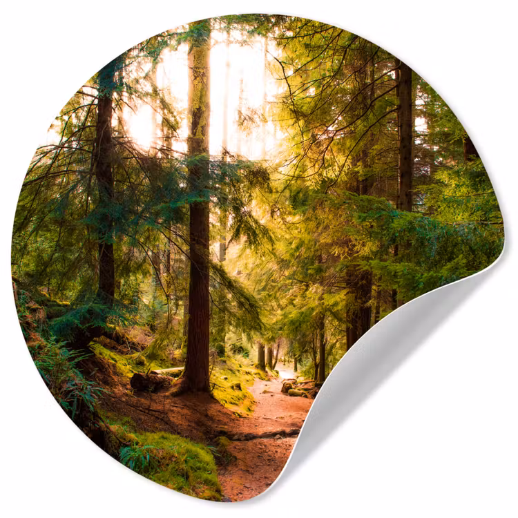 Behangcirkel - Bos - Pad - Bomen - Groen - Zon - Natuur — 1