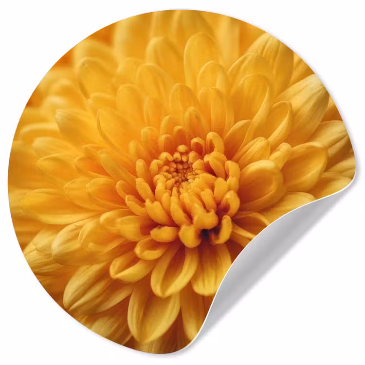Behangcirkel - Geel - Chrysant - Zachtheid — 1