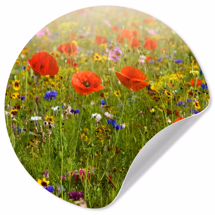 Behangcirkel - Lente - Bloemen - Rood - Klaproos - Gras - Groen — 1