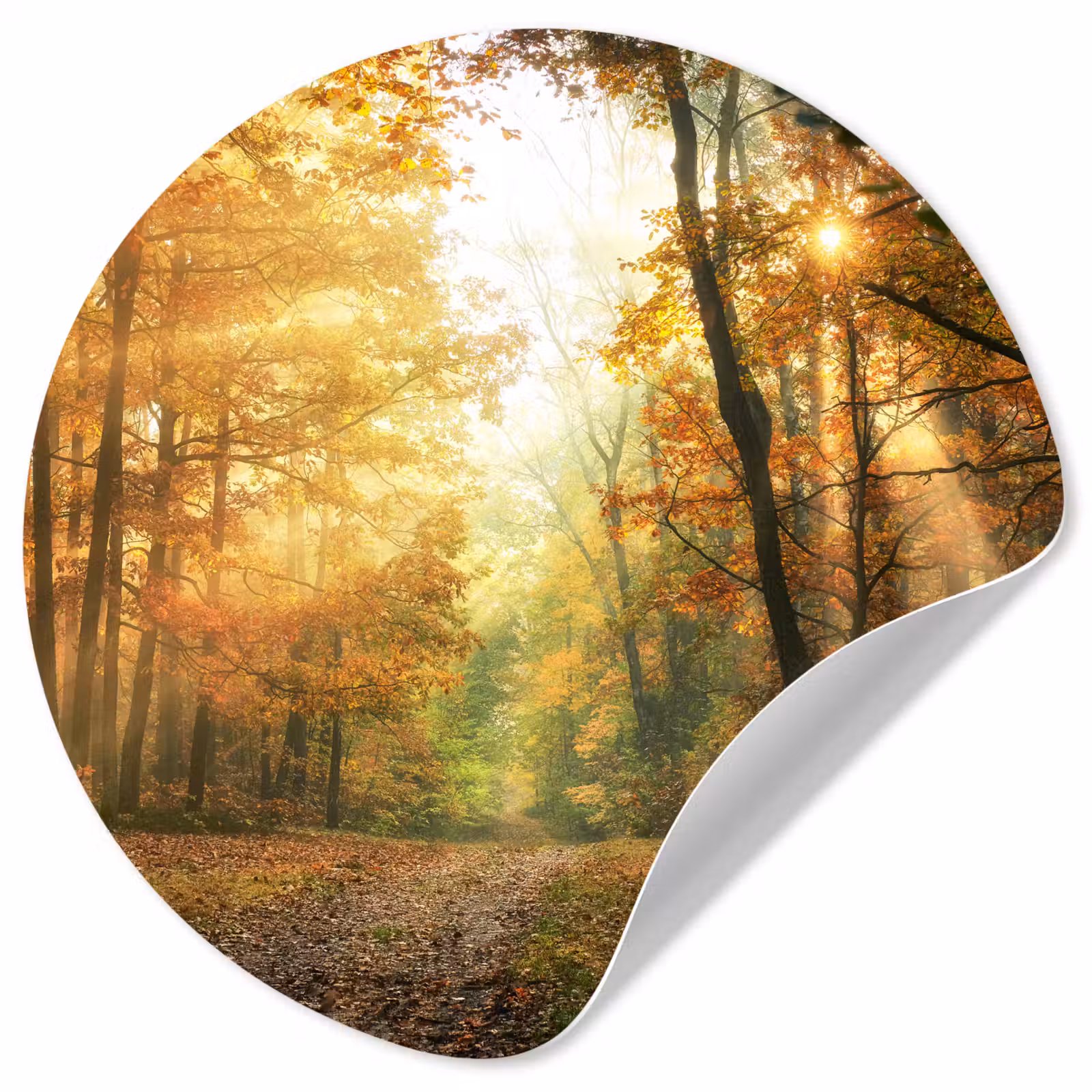 Behangcirkel - Bos - Herfst - Zon - Landschap - Natuur - Bomen - Bladeren — 1