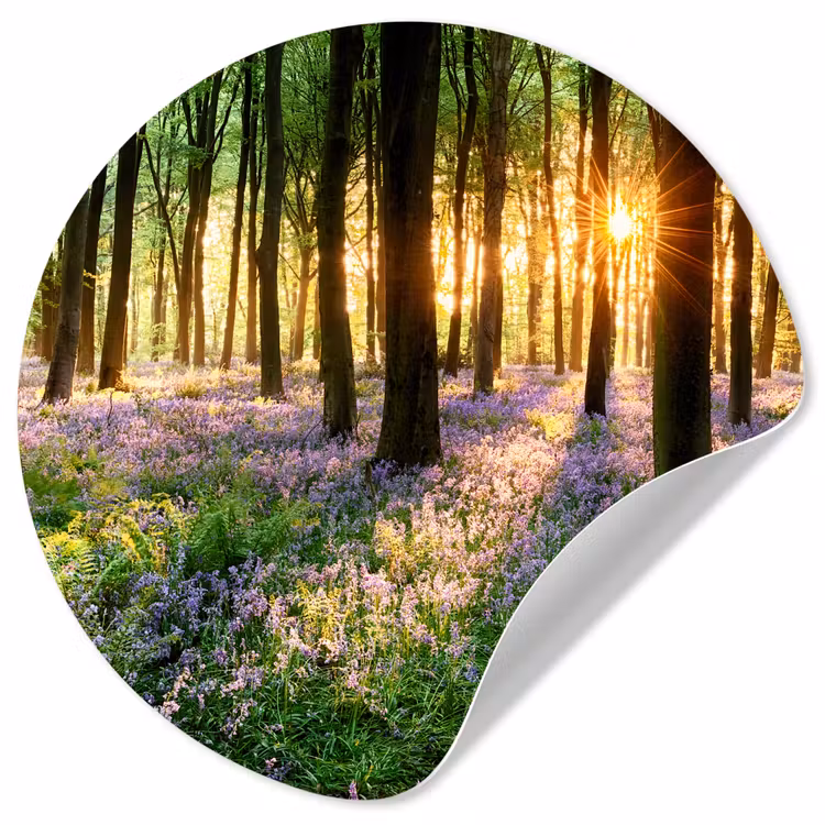 Behangcirkel - Bos - Bloemen - Lavendel - Zon - Paars - Natuur — 1