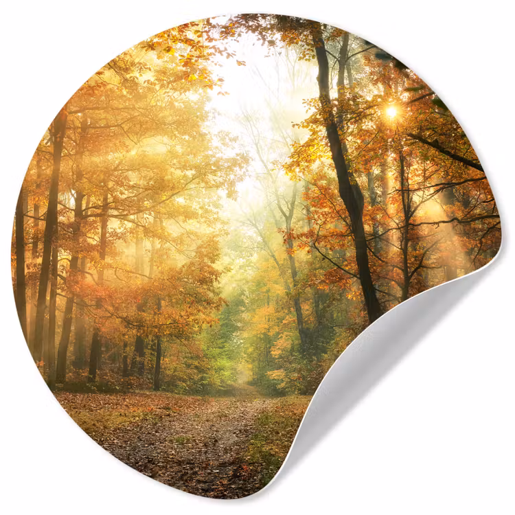 Behangcirkel - Bos - Herfst - Zon - Landschap - Natuur - Bomen - Bladeren — 1