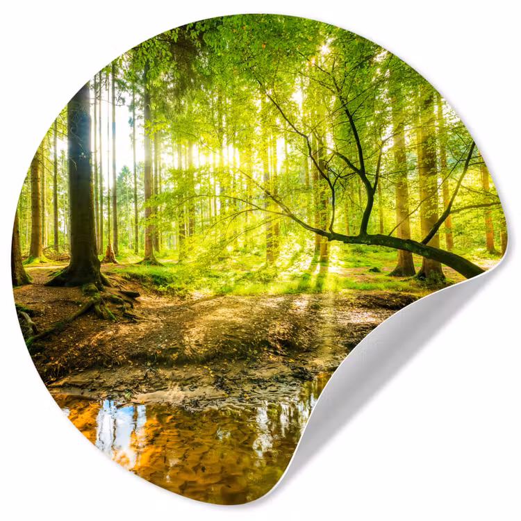 Behangcirkel - Bos - Landschap - Water - Bomen - Zon - Groen - Natuur — 1