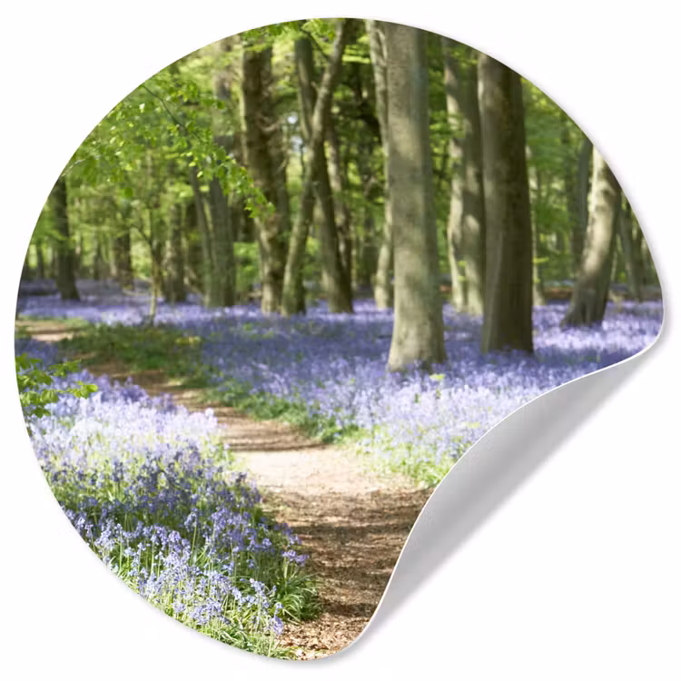 Behangcirkel - Bos - Pad - Bloemen - Paars - Groen - Natuur — 1