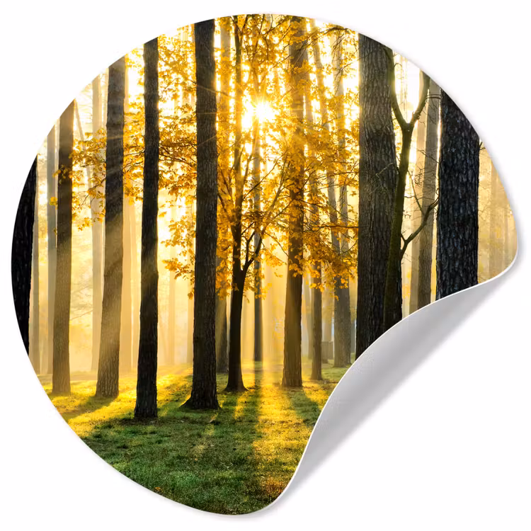 Behangcirkel - Bos - Zon - Bomen - Gras - Landschap - Natuur — 1