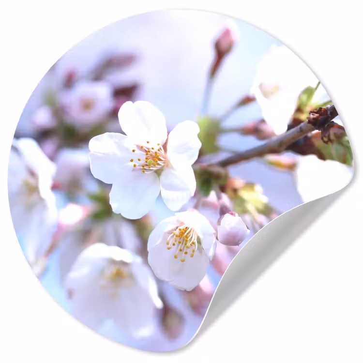 Behangcirkel - Bloemen - Sakura - Tak - Bloesem takken — 1