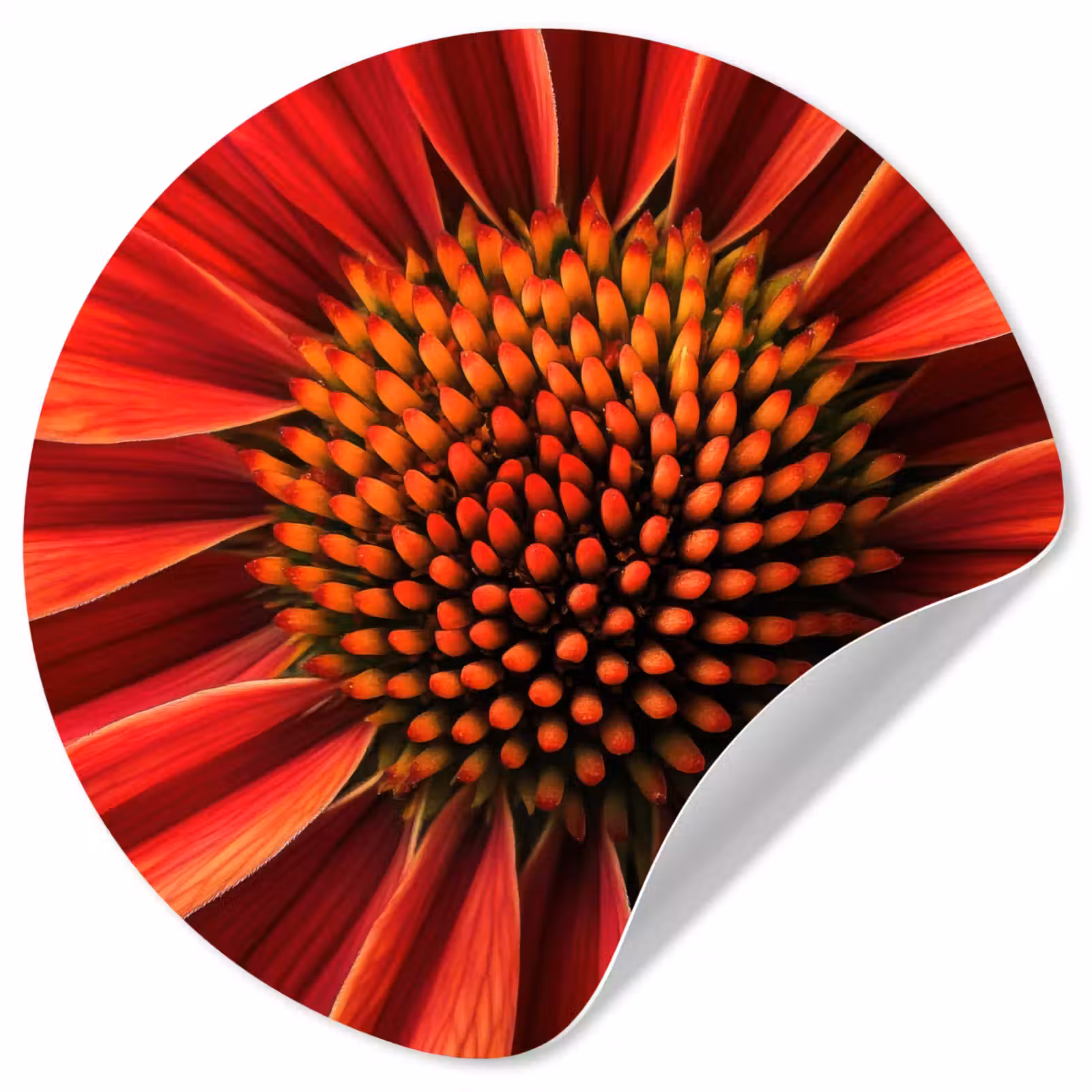 Behangcirkel - Close up - Bloem- Rood — 1