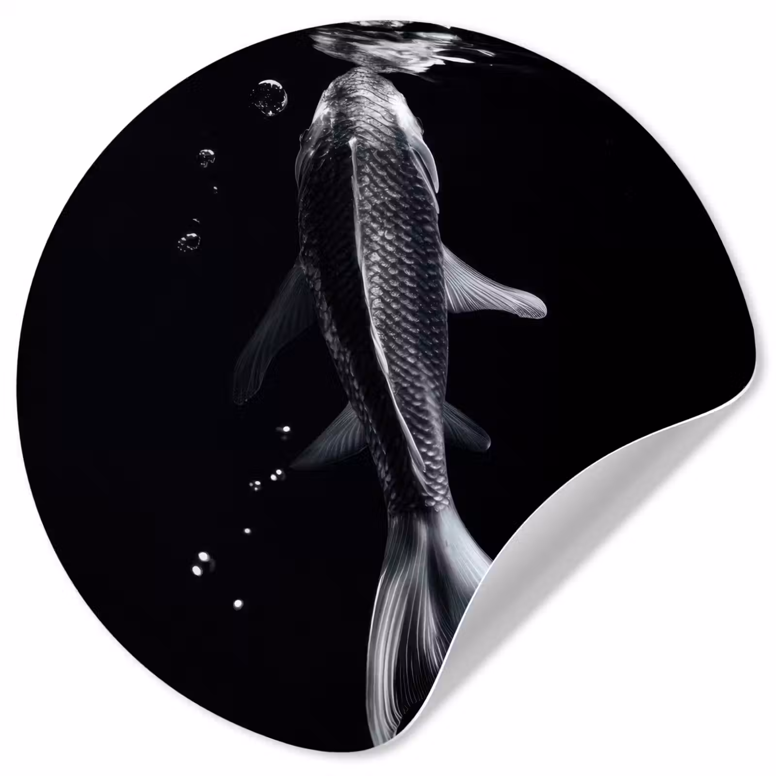 Behangcirkel - Koi - Vissen - Water - Zwart — 1