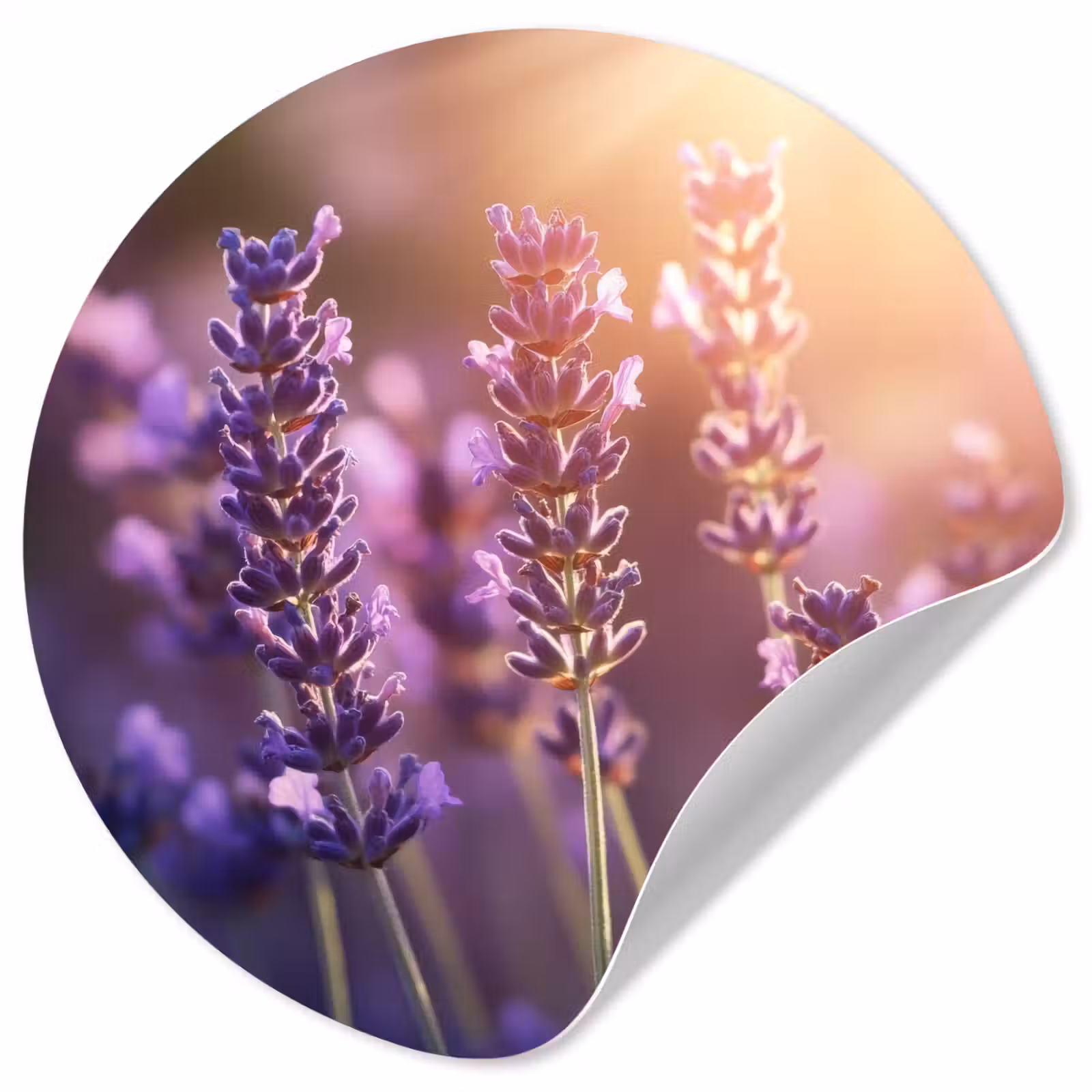 Behangcirkel - Lavendelbloemen - Paars - Zonlicht — 1