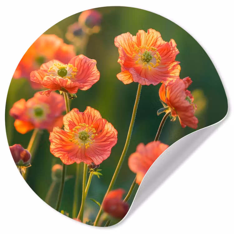 Behangcirkel - Bloemenveld - Zonnestralen - Oranje — 1