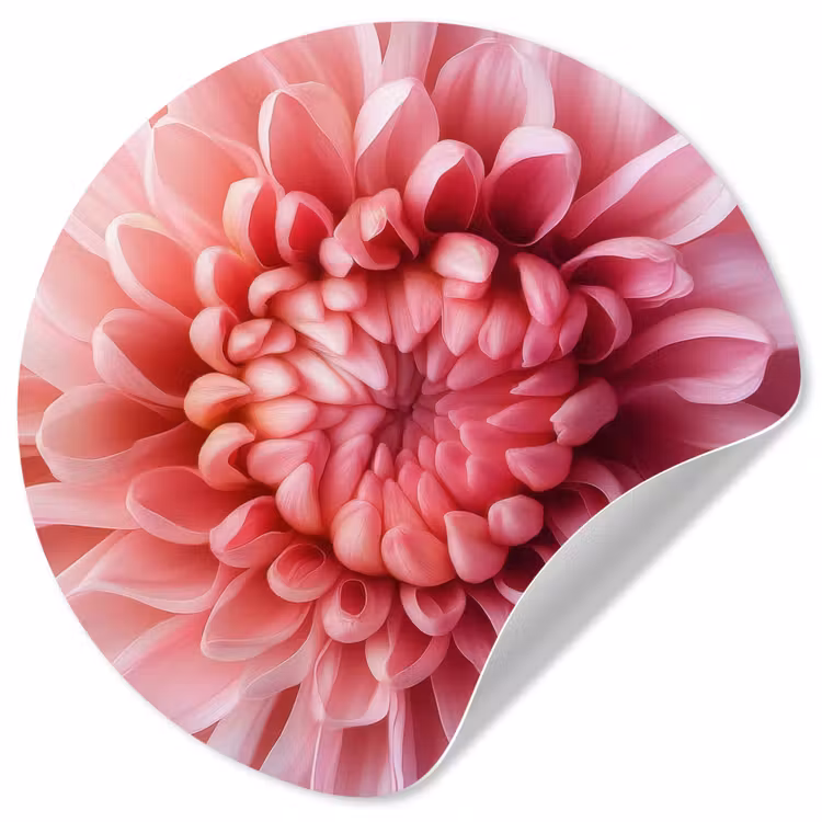 Behangcirkel - Dahlia - Bloem - Close up - Roze — 1