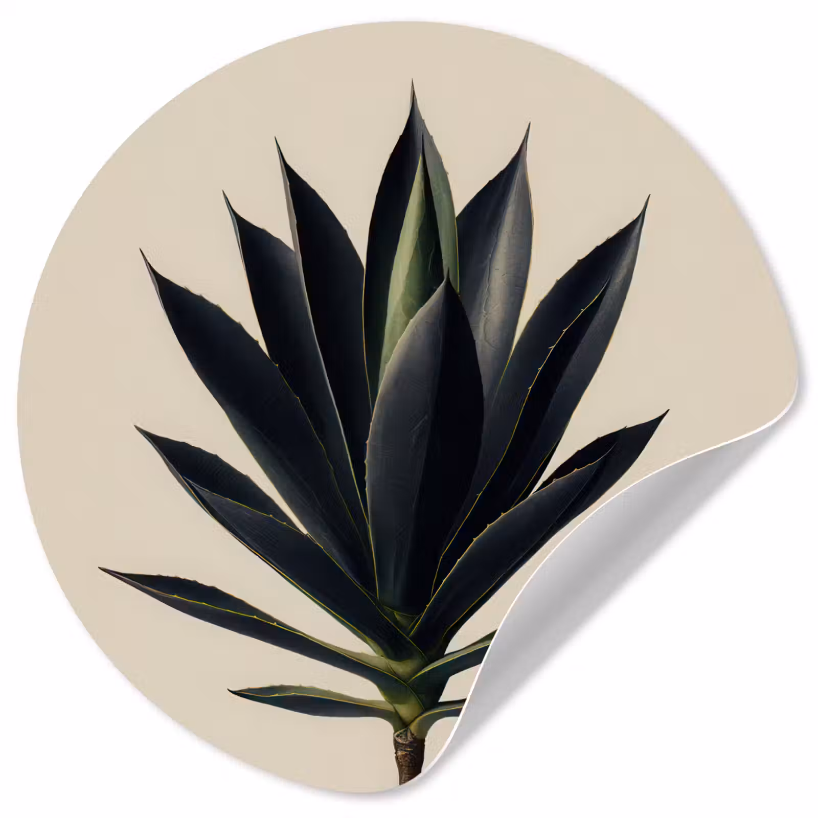 Behangcirkel - Agaveplant - Symmetrisch - Groen — 1