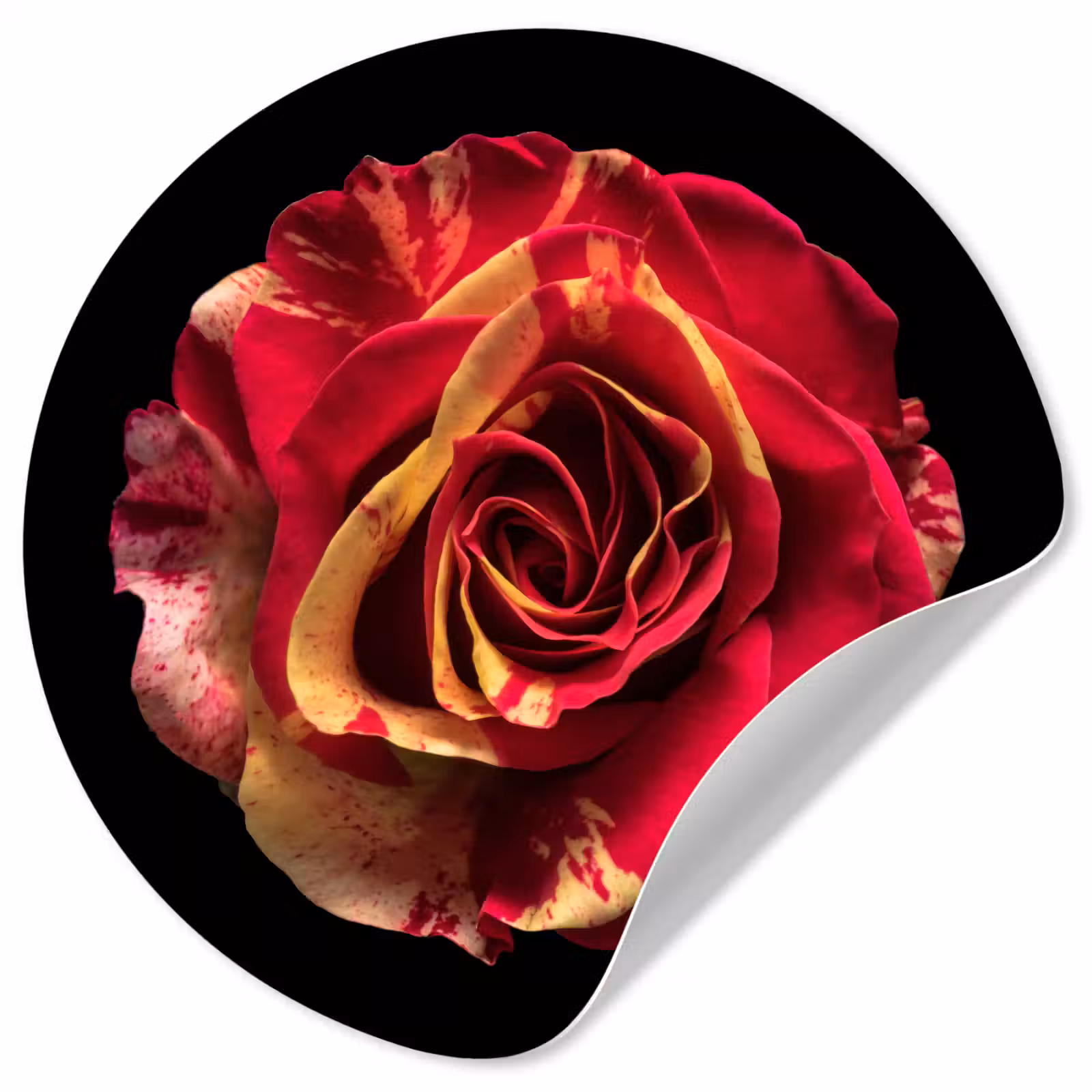 Behangcirkel - Bloem - Roos - Rood - Zwart — 1