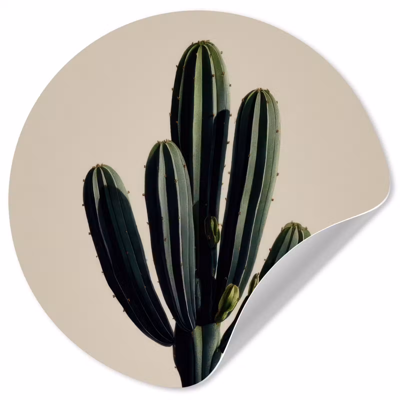 Behangcirkel - Cactus - Subtiel - Groen — 1