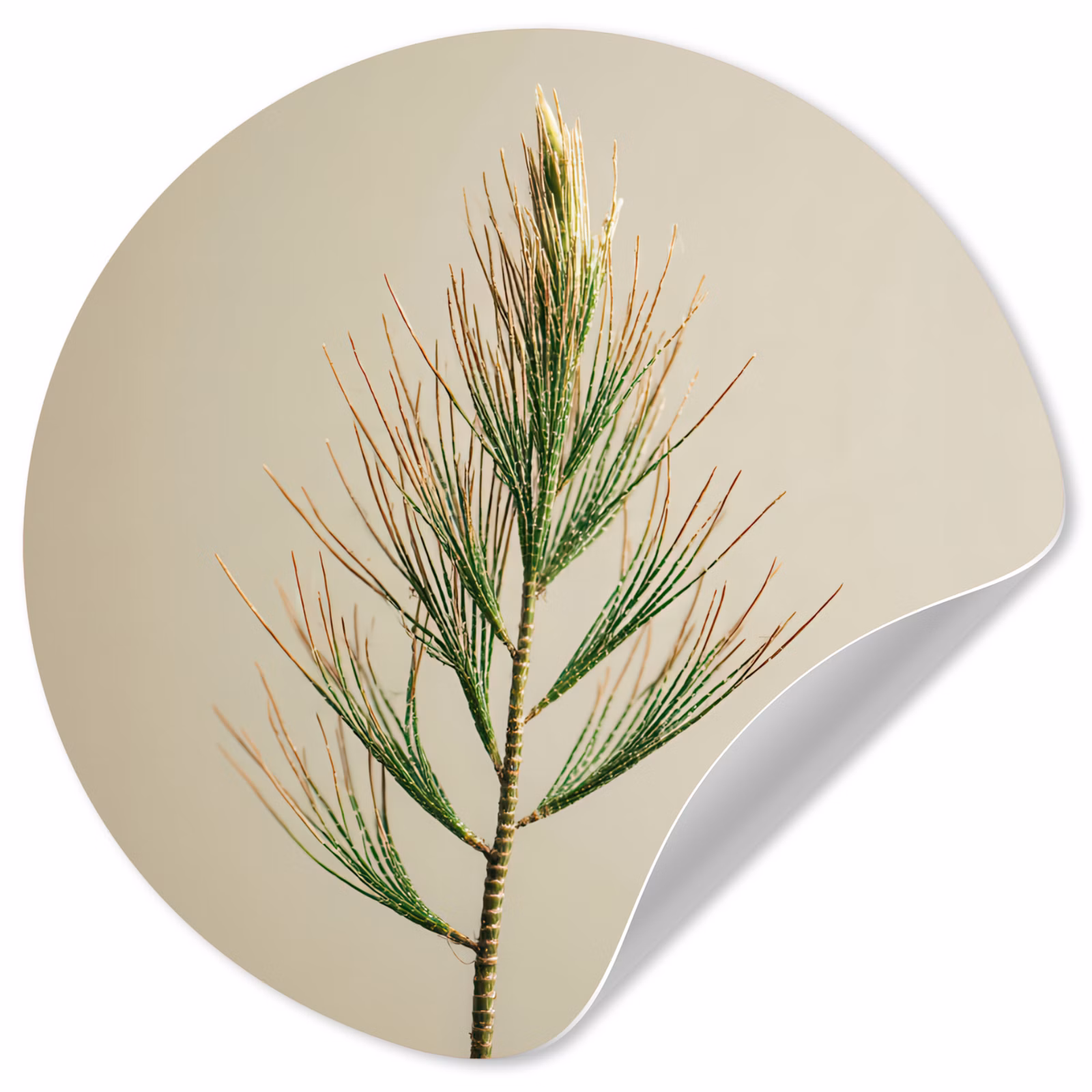 Behangcirkel - Dennentak - Naaldvormige bladeren - Lichtgroen — 1