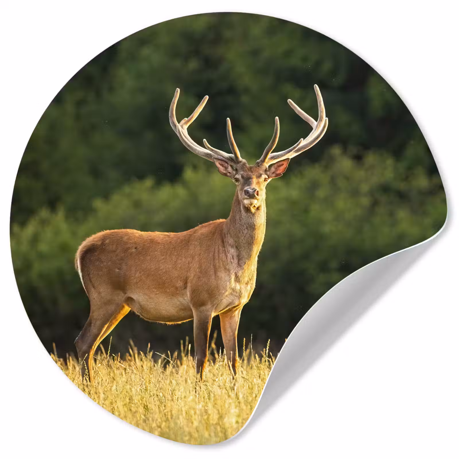 Behangcirkel - Hert - Gewei - Gras - Natuur - Dieren - Groen — 1
