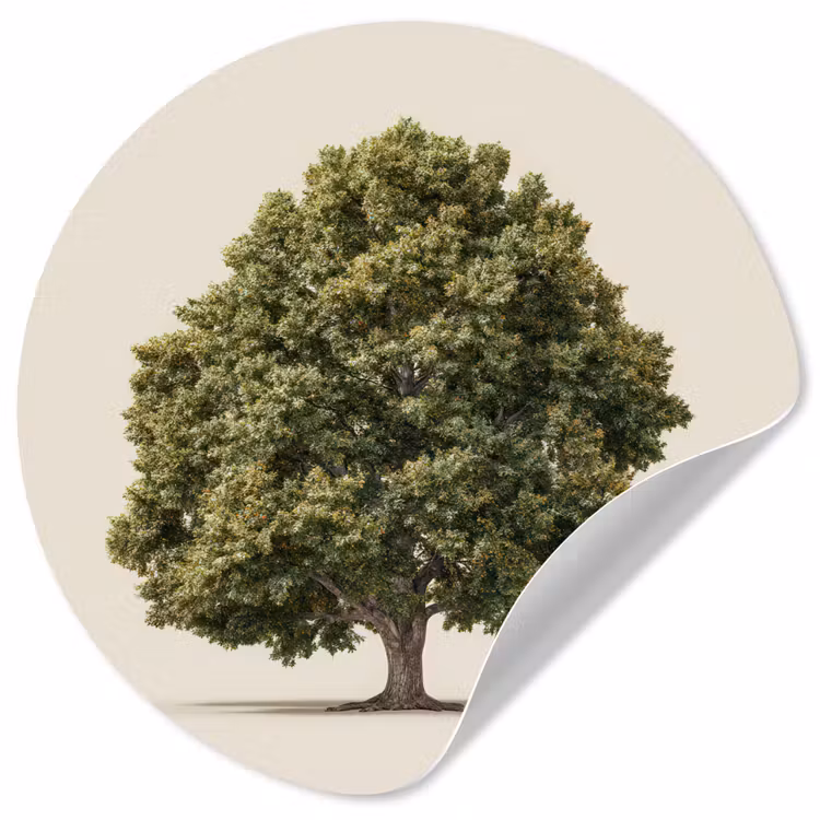 Behangcirkel - Eikenboom - Groen - Lichte achtergrond — 1