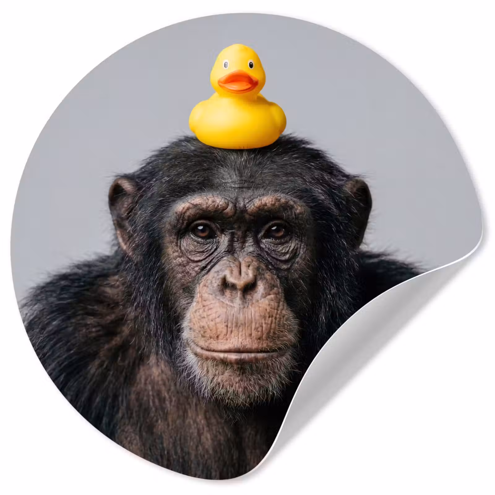 Behangcirkel - Chimpansee - Badeend - Grijs — 1