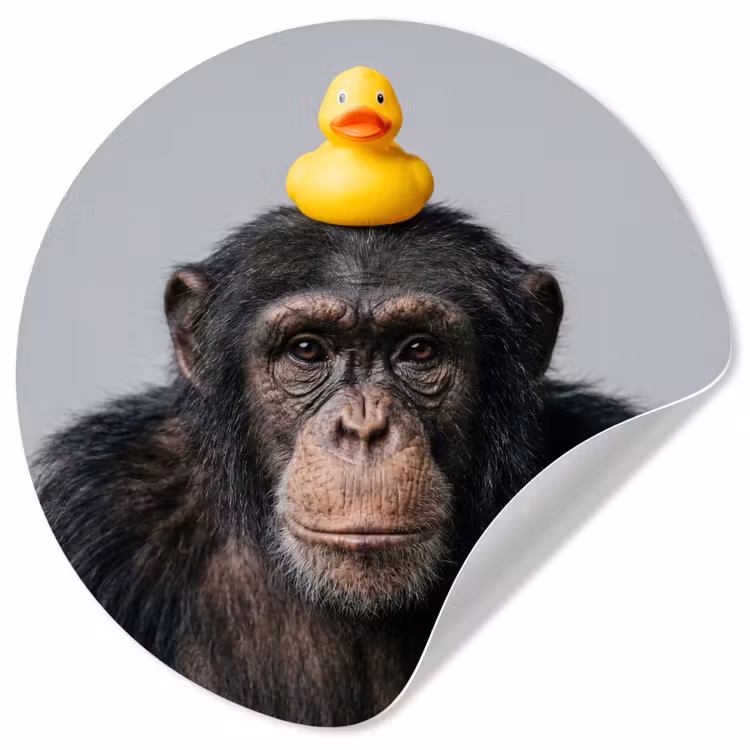Behangcirkel - Chimpansee - Badeend - Grijs — 1