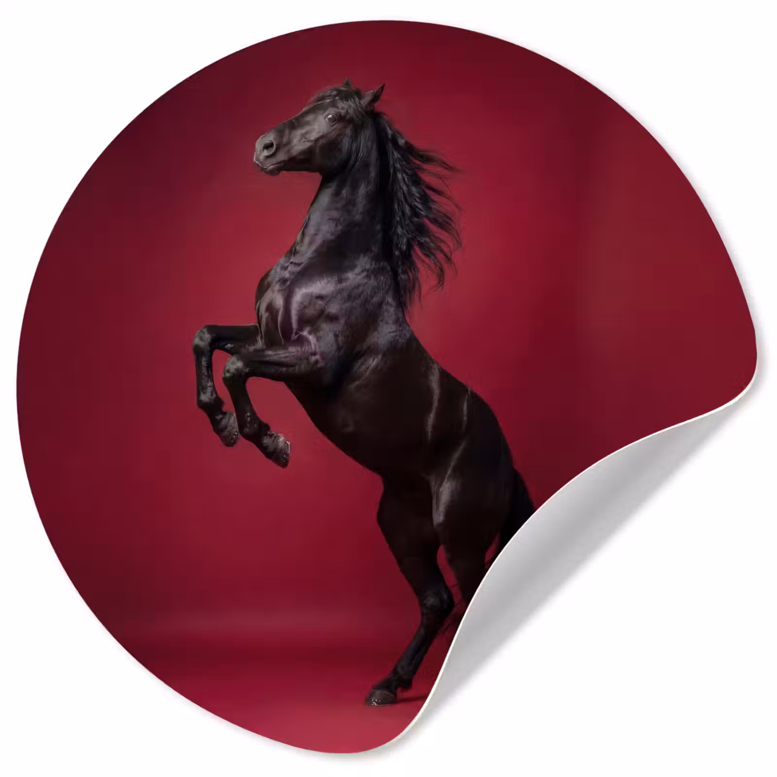Behangcirkel - Hengst - Steigert - Rood — 1