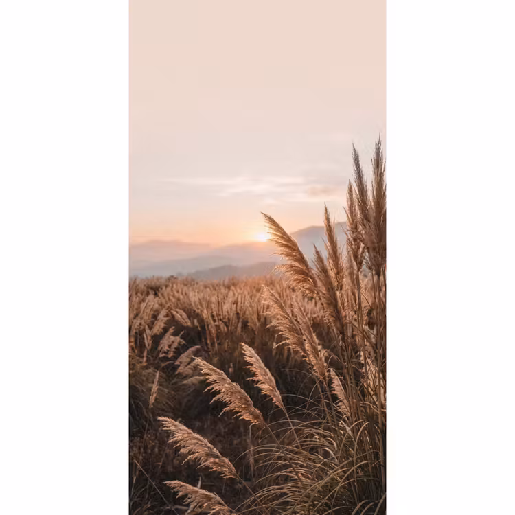 Behang - Gras - Veld - Zon - Natuur — 2