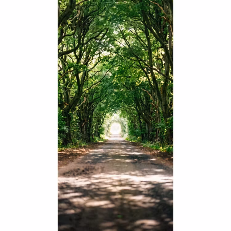 Behang - Weg - Bomen - Natuur - Groen — 2