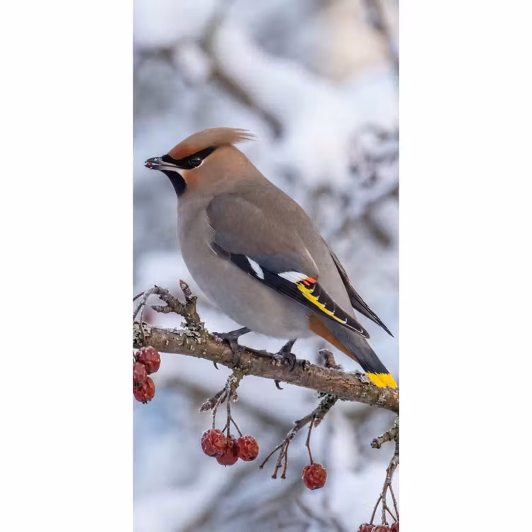 Behang - Pestvogel - Bessen - Winter - Natuur — 2