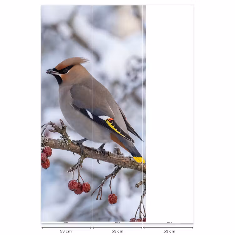 Behang - Pestvogel - Bessen - Winter - Natuur — 6