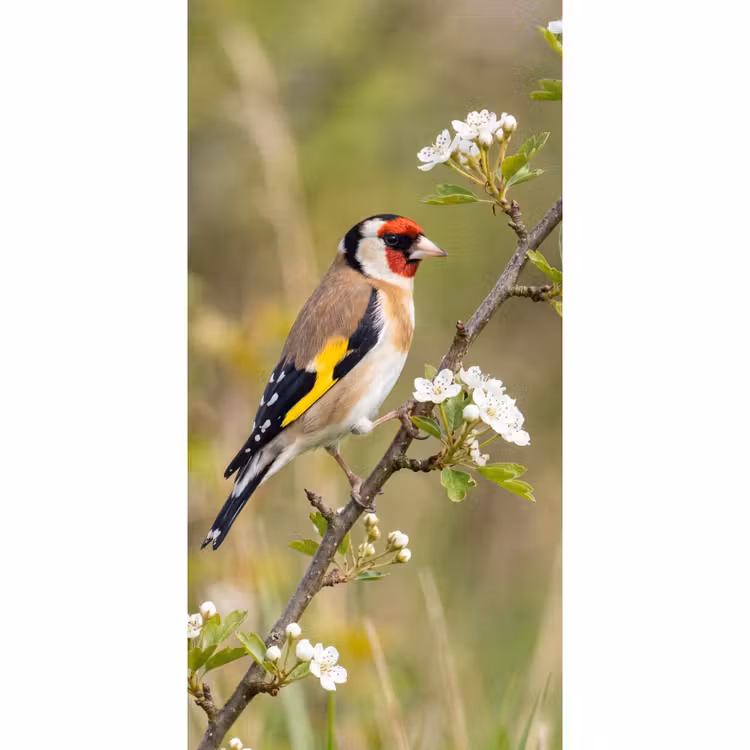 Behang - Putter - Bloesem - Lente - Natuur - Kleurrijk — 2