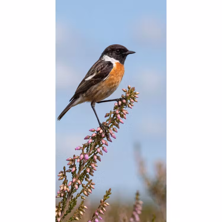 Behang - Roodborsttapuit - Heide - Paars - Natuur - Sfeervol — 2