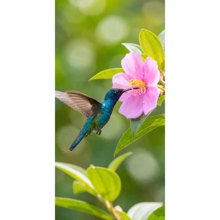 Behang - Kolibrie - Bloem - Natuur - Groen — 2