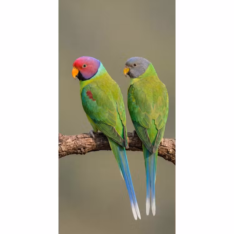 Behang - Papagaai - Tak - Natuur - Kleurrijk — 2