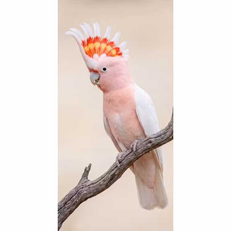 Behang - Papagaai - Tak - Roze — 2