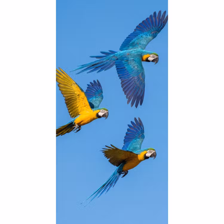 Behang - Papagaai - Vliegen - Blauw - Geel — 2