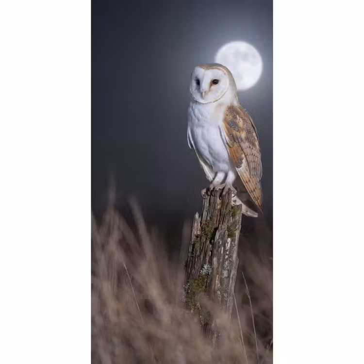 Behang - Kerkuil - Maan - Nacht — 2