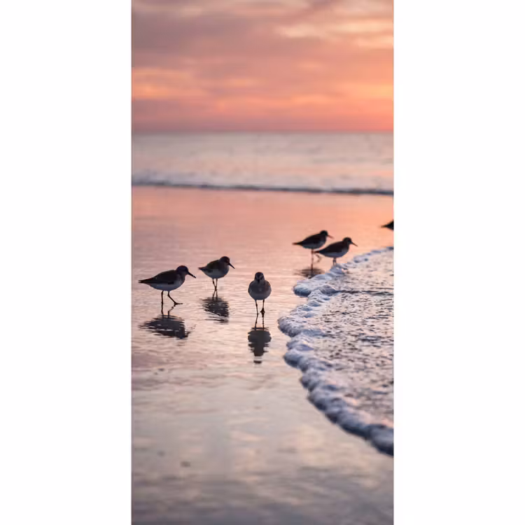 Behang - Meeuwen - Strand - Zee - Roze — 2
