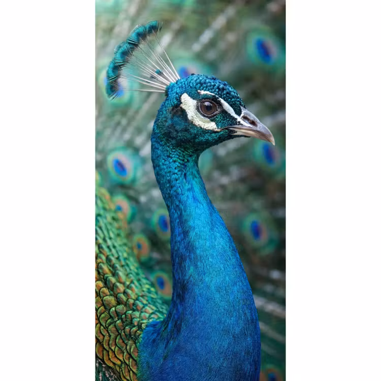 Behang - Pauw - Veren - Blauw — 2