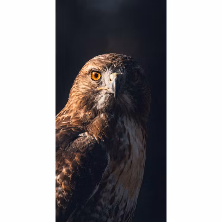 Behang - Roofvogel - Buizerd - Bruin — 2