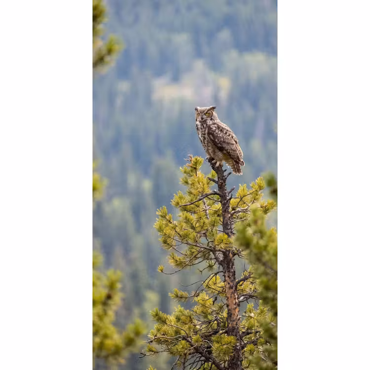 Behang - Uil - Oehoe - Bomen - Natuur — 2